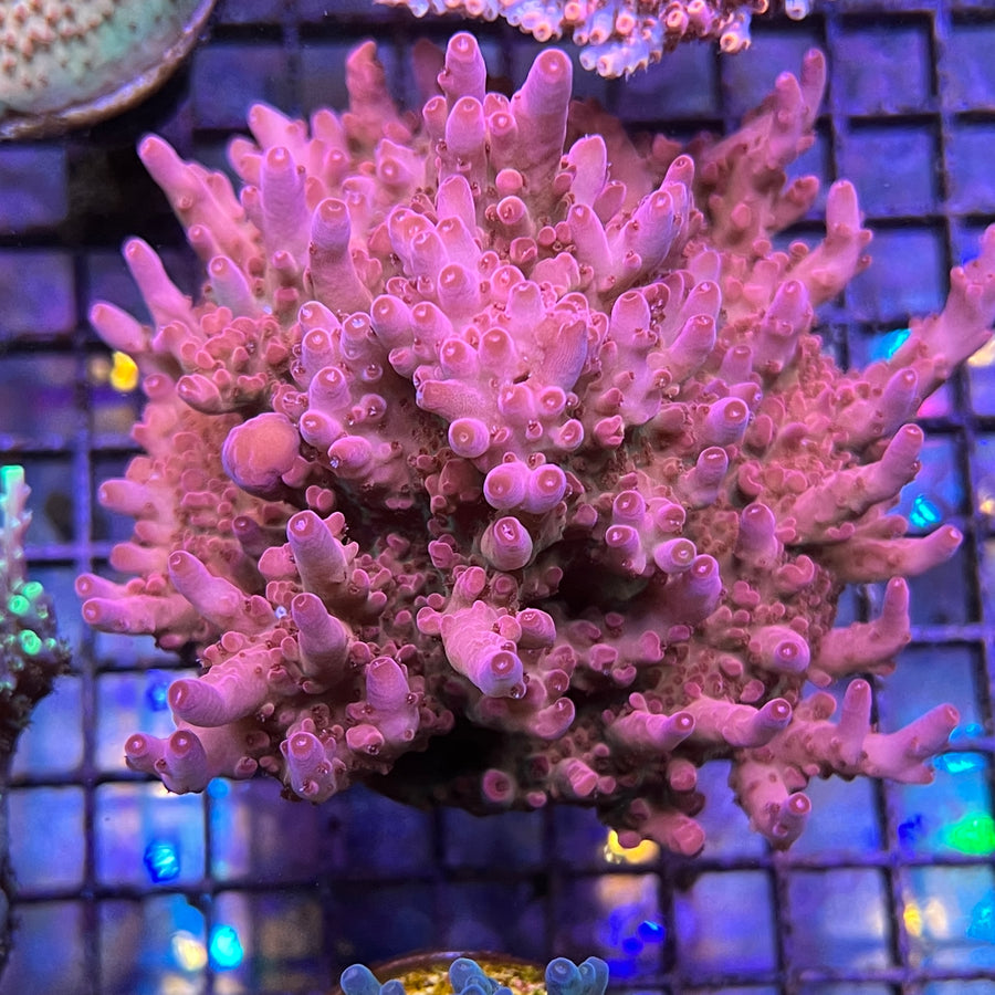DFS Pink Panther Acropora coral at Lazy's Coral House