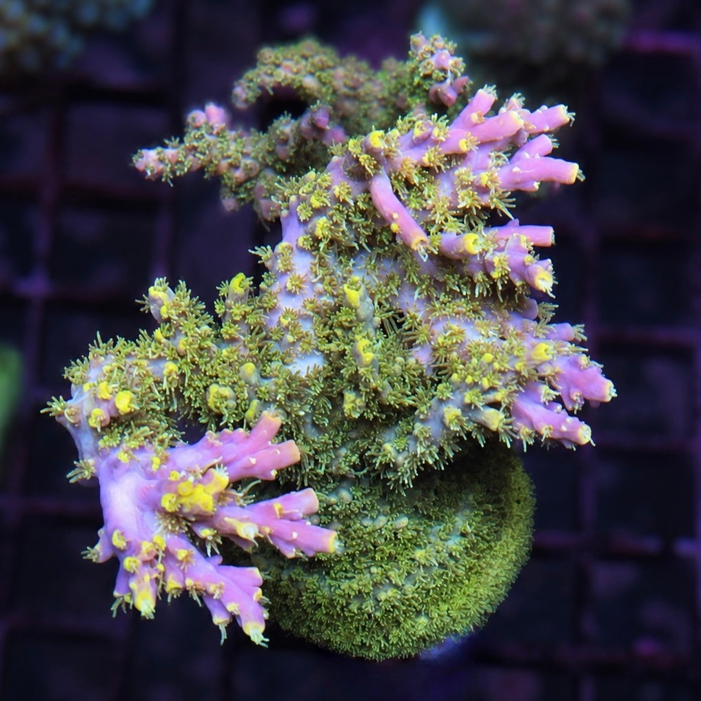 RR Asia OG Wolverine Acropora