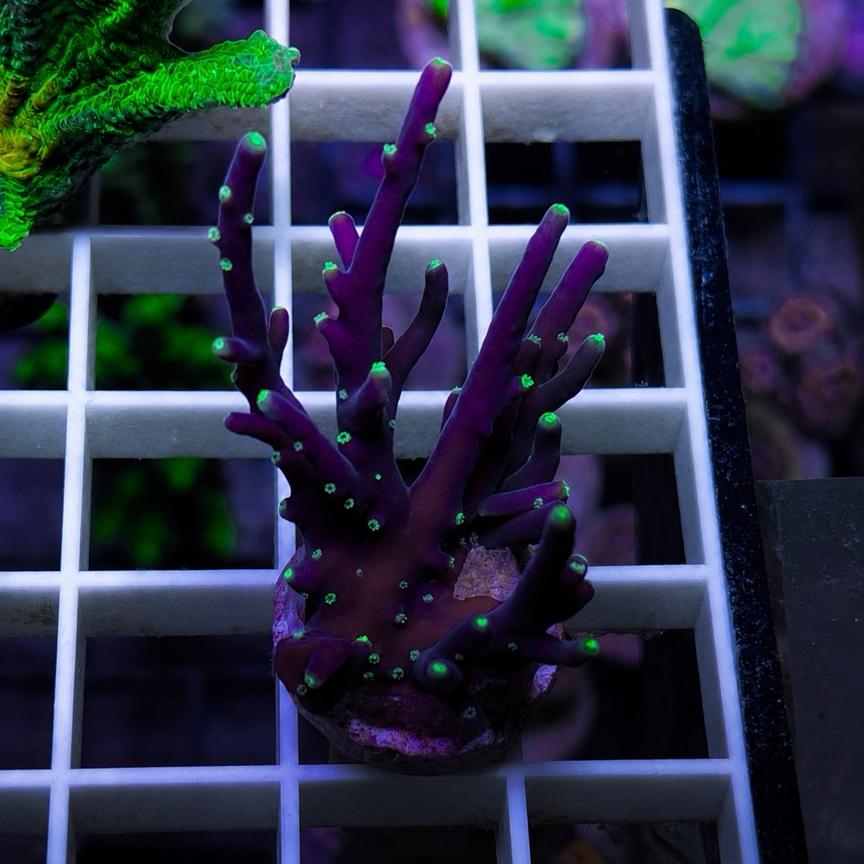 RMF Last Dragon Acropora - WYSIWYG