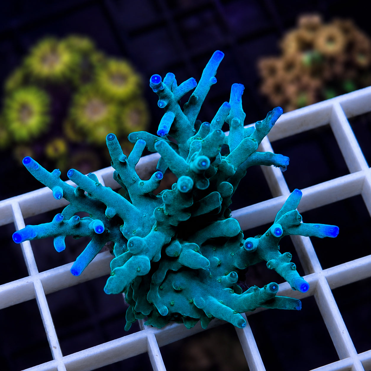 ORA Hawkins Acropora - WYSIWYG