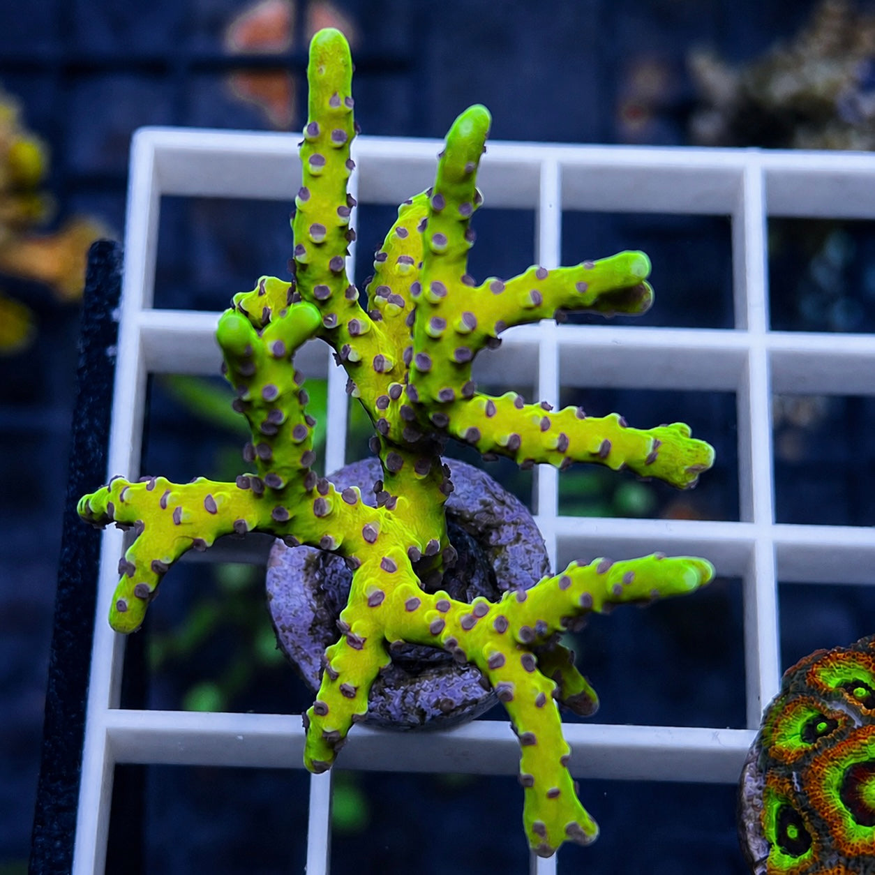 RR Golden Rod Acropora - WYSIWYG