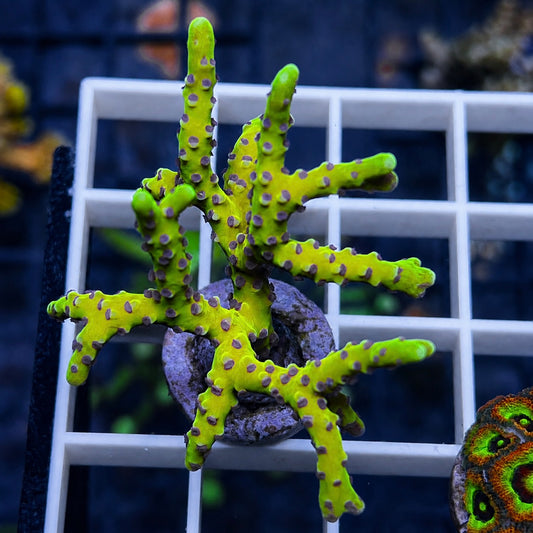 RR Golden Rod Acropora - WYSIWYG