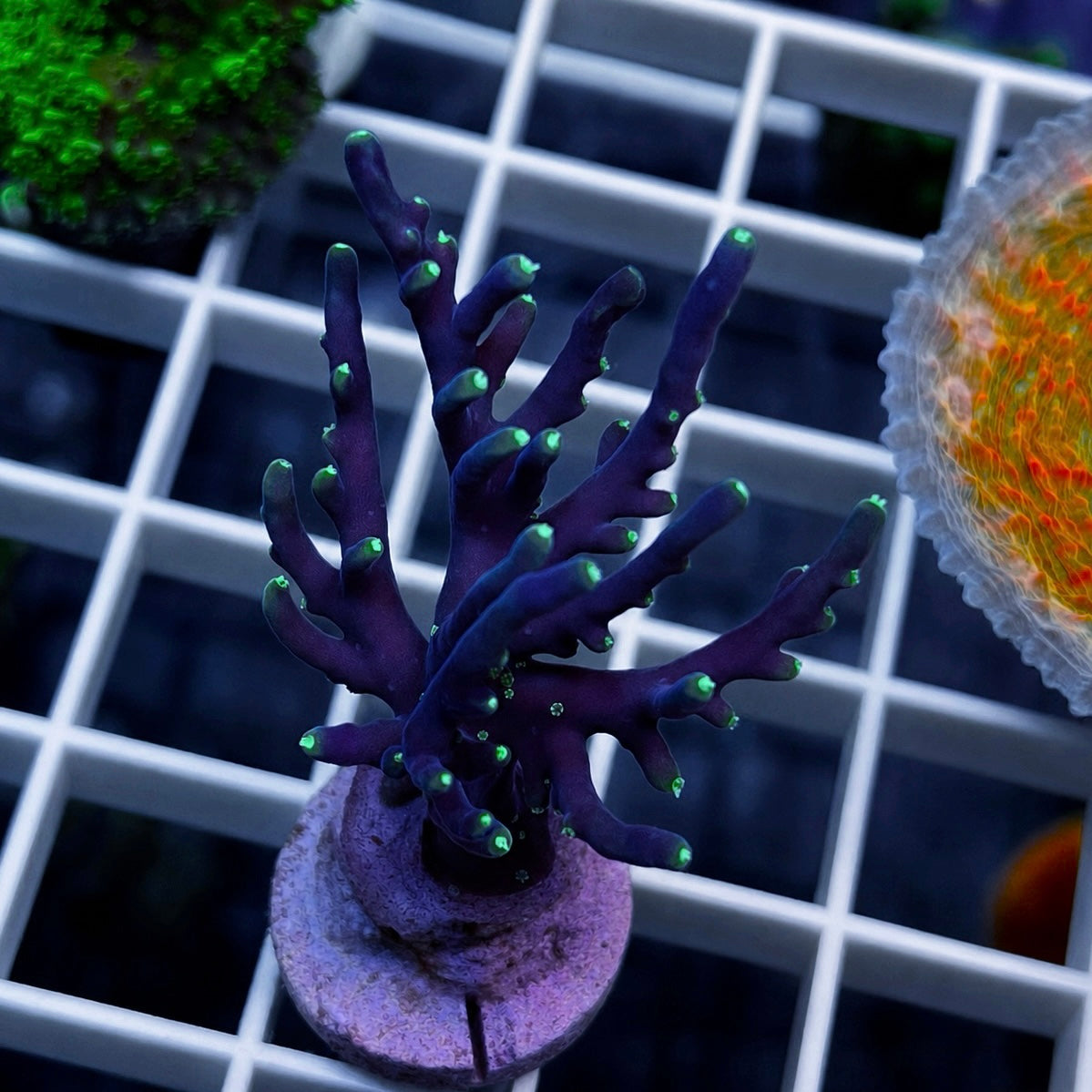 RMF Last Dragon Acropora - WYSIWYG