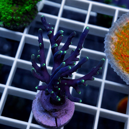 RMF Last Dragon Acropora - WYSIWYG