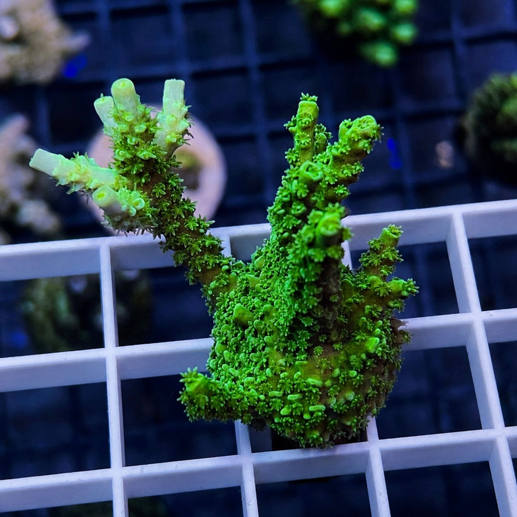 LCH  Radioactive Tenuis Acropora - WYSIWYG