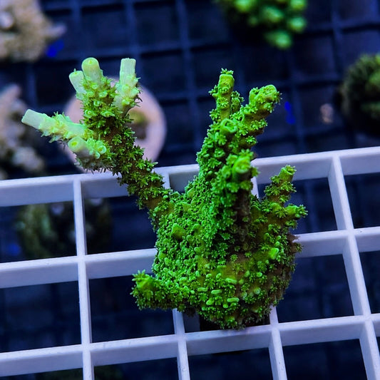 LCH  Radioactive Tenuis Acropora - WYSIWYG