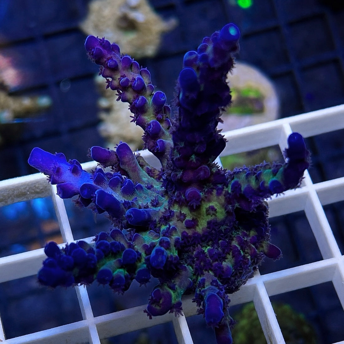 Cali Tort Acropora - WYSIWYG