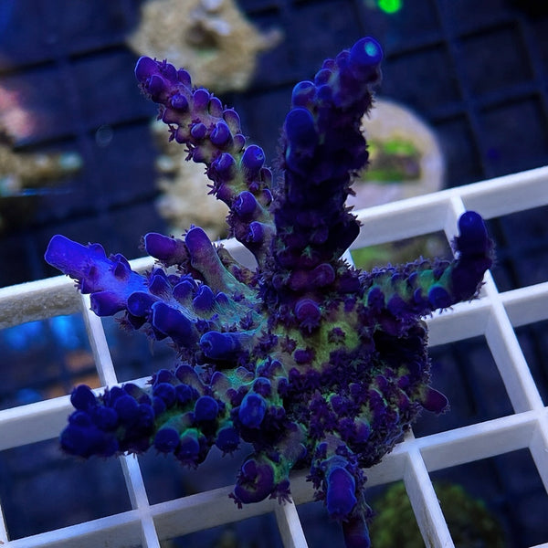 Cali Tort Acropora - WYSIWYG
