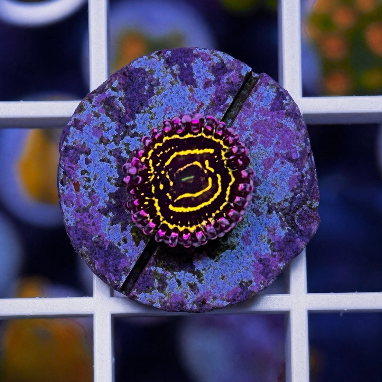 Stratosphere Zoas - WYSIWYG