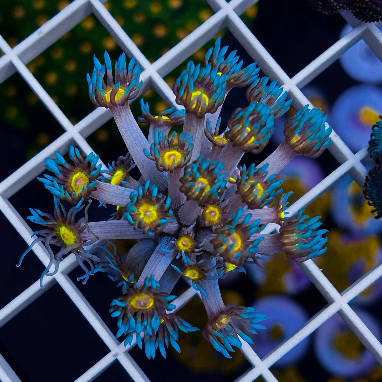 LCH Blue Squirt Goniopora - WYSIWYG