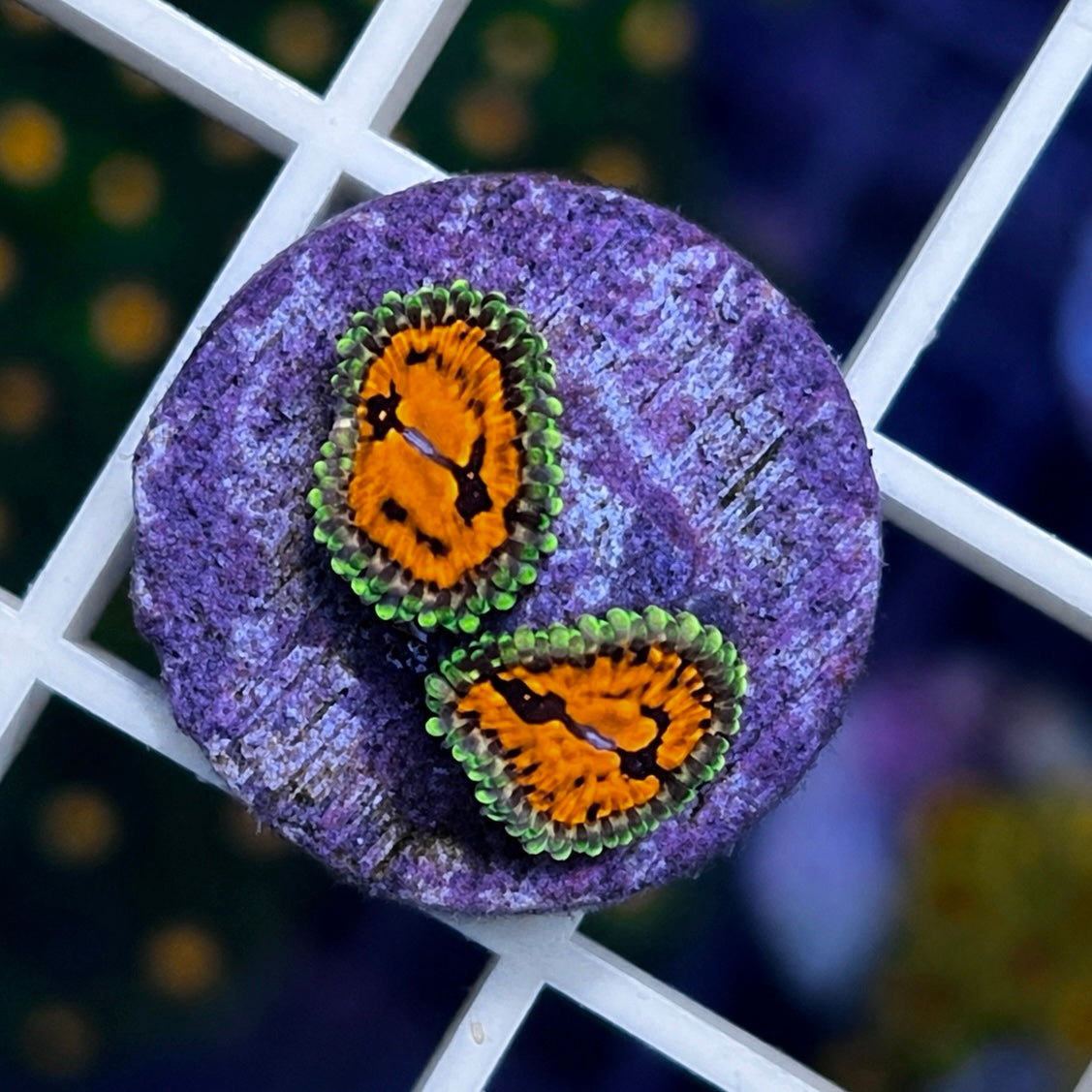 CC Flaming Brohican Zoas - WYSIWYG