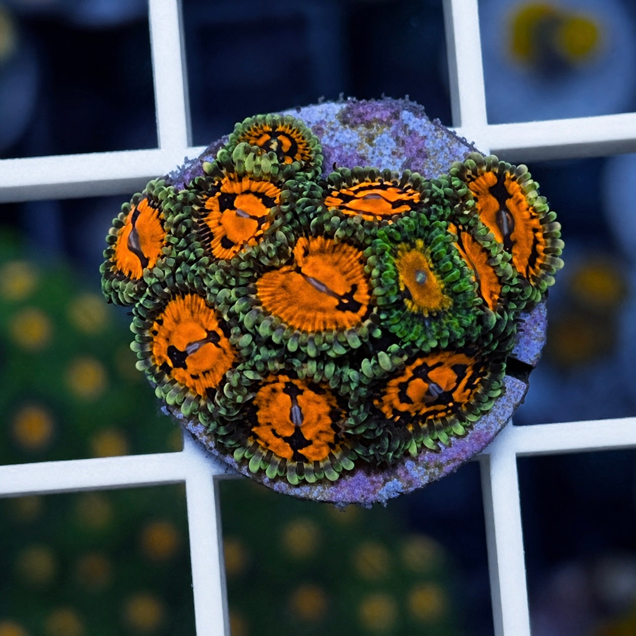 CC Flaming Brohican Zoas - WYSIWYG
