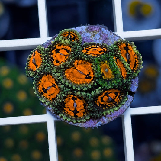 CC Flaming Brohican Zoas - WYSIWYG