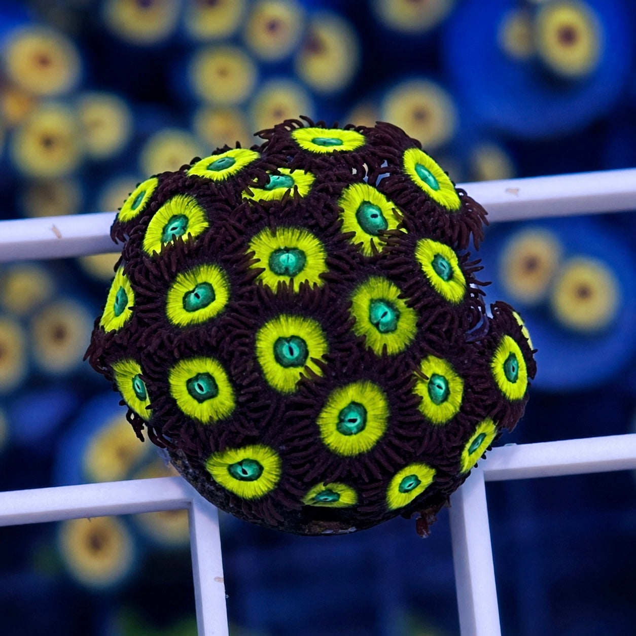 Black Bellas Zoas - WYSIWYG