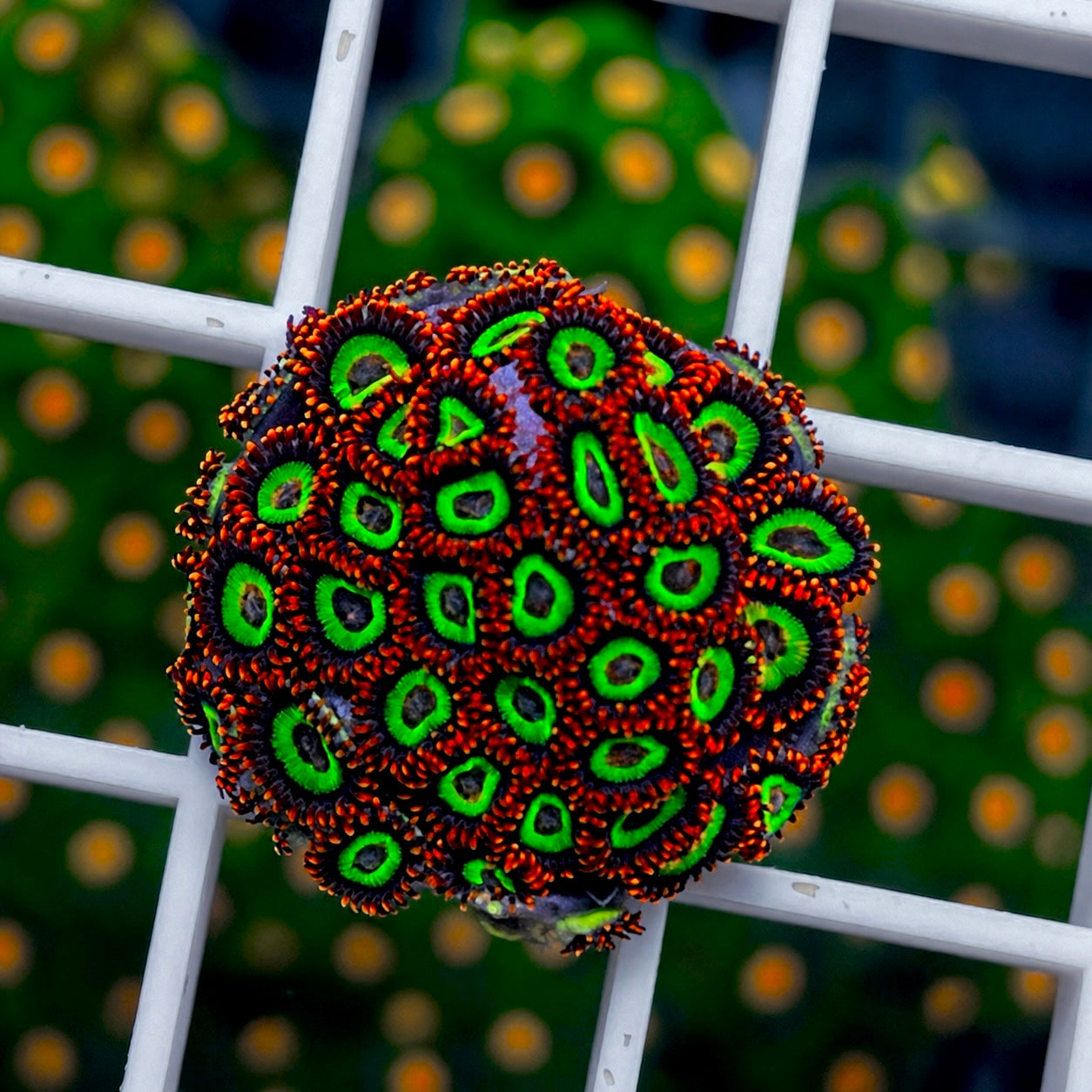 Emerald on Fire Zoas - WYSIWYG