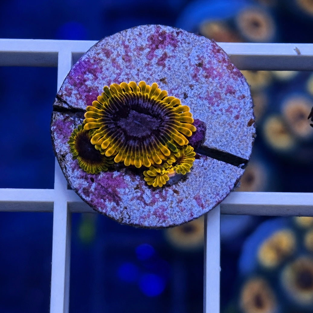 Acid Reflux Zoas - WYSIWYG