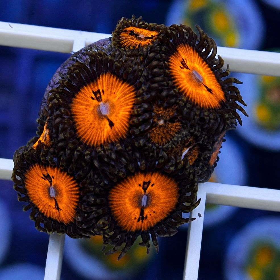 Date Night Zoas - WYSIWYG