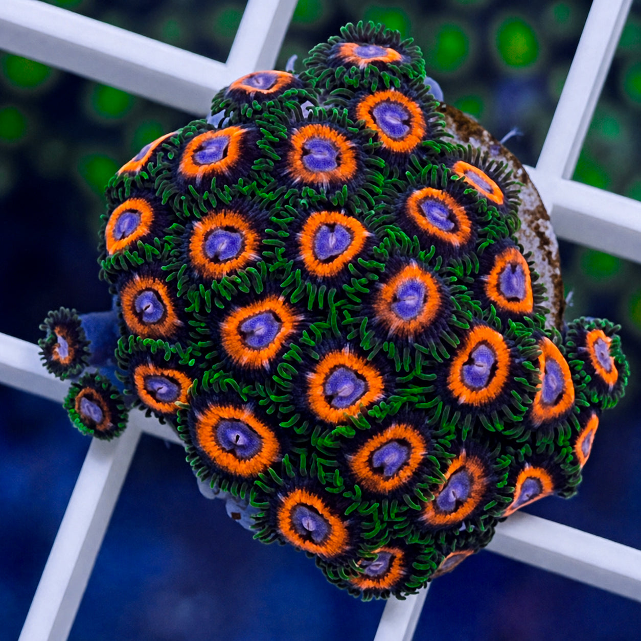 JF Fairy Tales Zoas - WYSIWYG