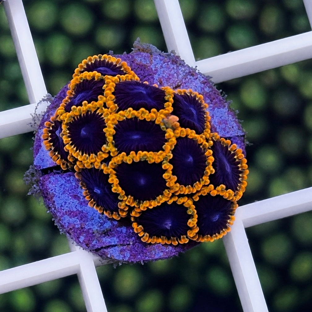 TSA Warp Drive Zoas - WYSIWYG