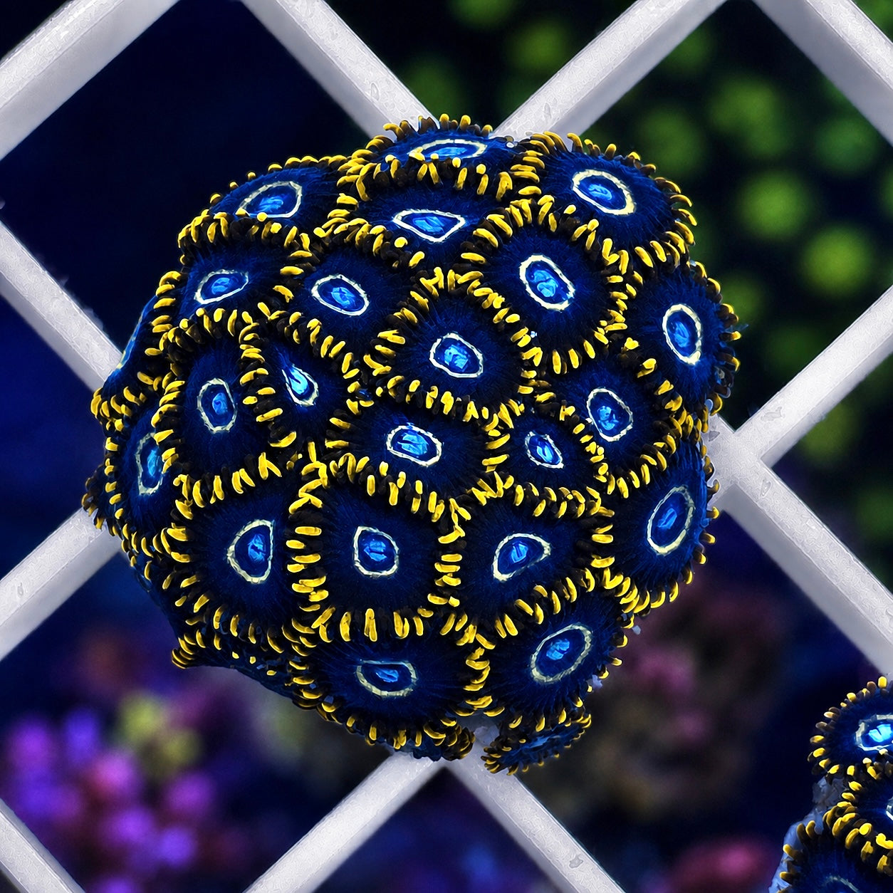 Blue Hornets Zoas - WYSIWYG WOW! Nice mini colony!