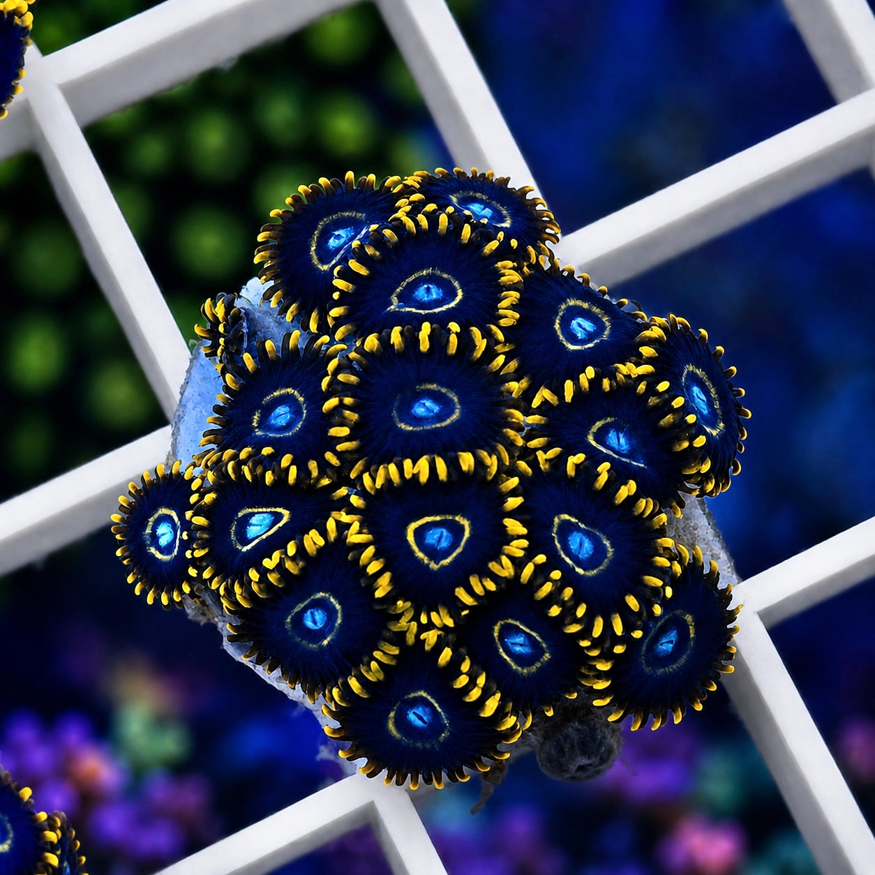 Blue Hornets Zoas - WYSIWYG