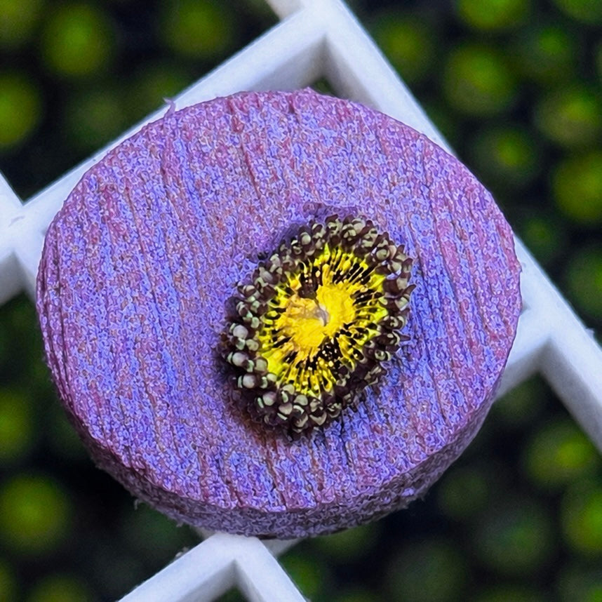 Grimm Reaper Zoas - WYSIWYG