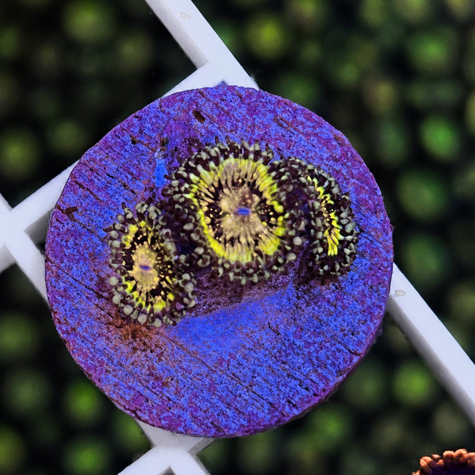 Grimm Reaper Zoas - WYSIWYG