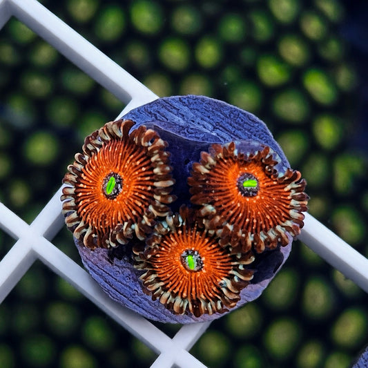 Seduction Zoas - WYSIWYG