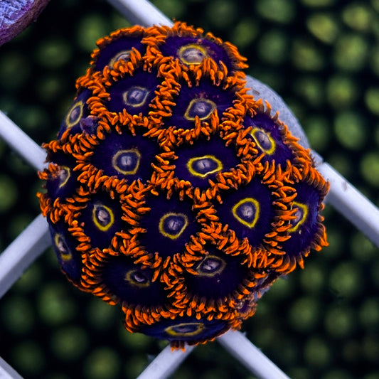 Rainbow Hornets Zoas - WYSIWYG