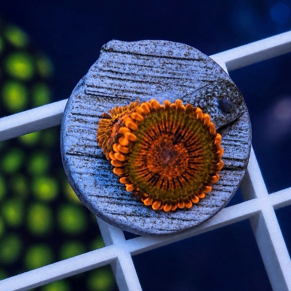 Speckled Krakatoa Zoas - WYSIWYG