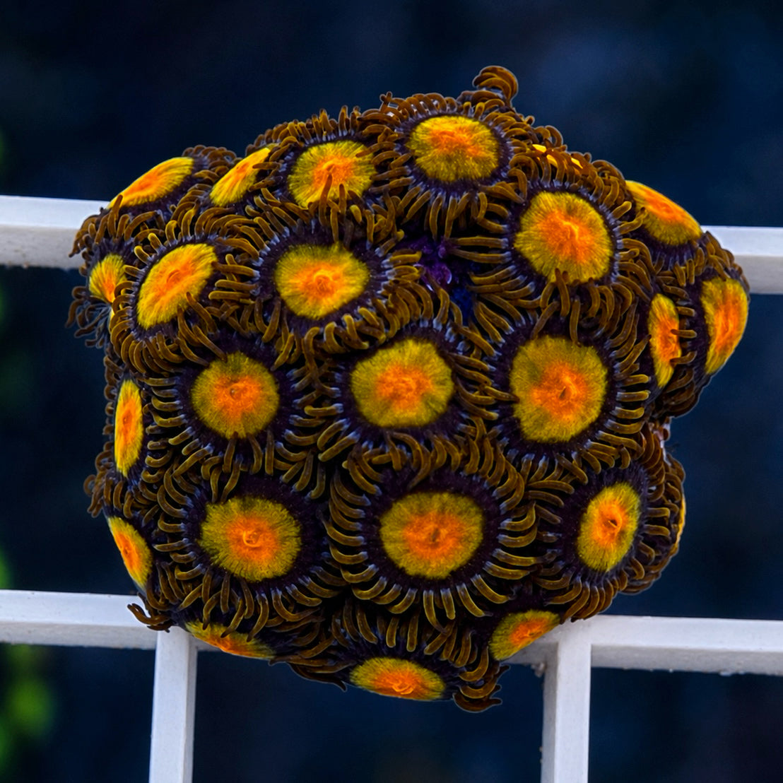 Tutti Frutti Zoas - WYSIWYG