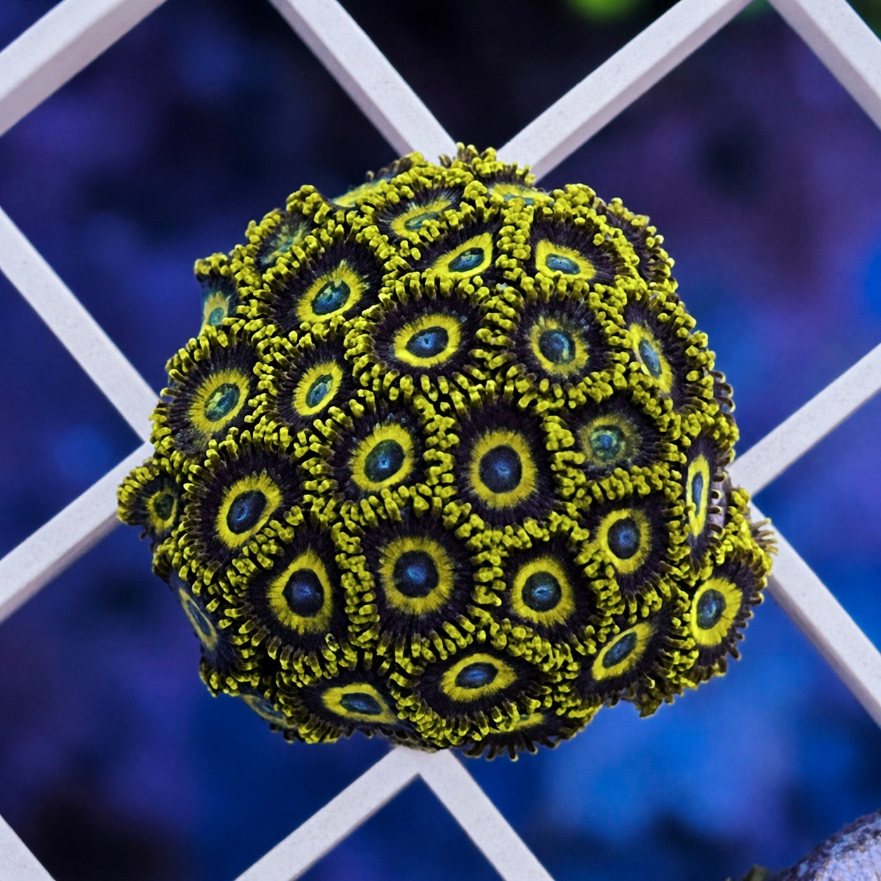 LA Lakers Zoas - WYSIWYG (Nice Mini Colony!)