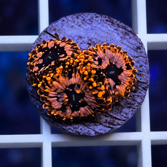 Utter Chaos Zoas - WYSIWYG
