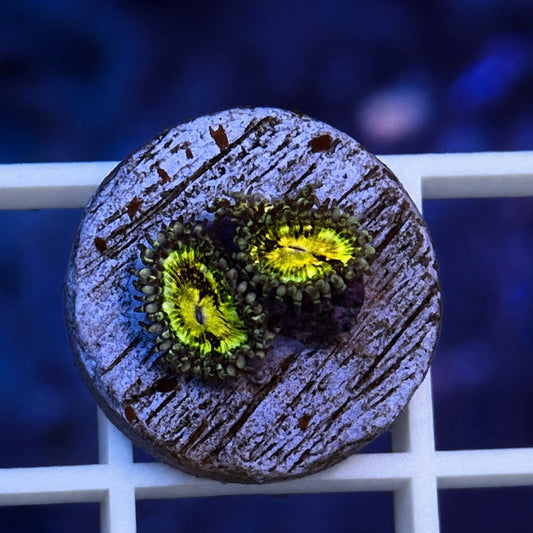 Grimm Reaper Zoas - WYSIWYG