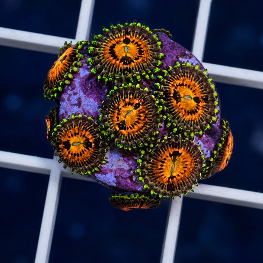 Rainbow Incinerators Zoas - WYSIWYG