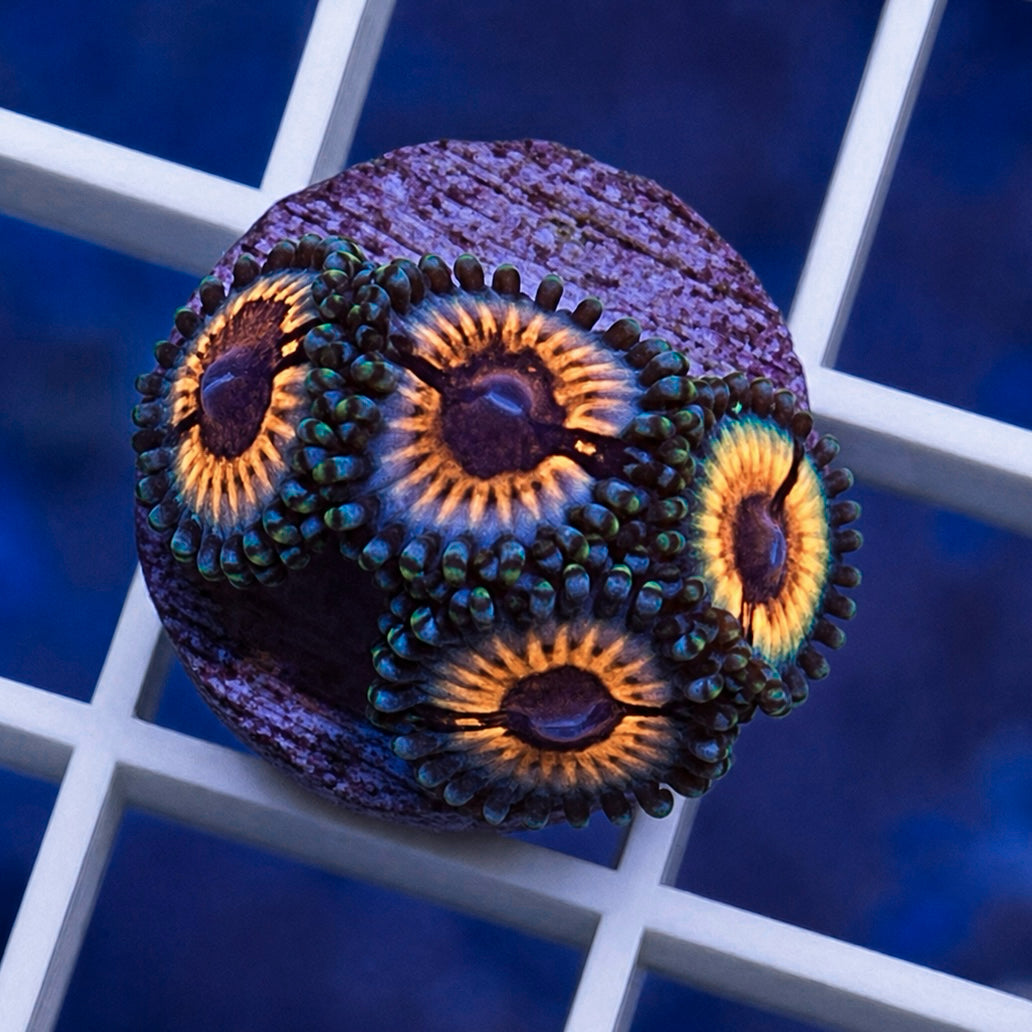 Vamps in Drag Zoas - WYSIWYG
