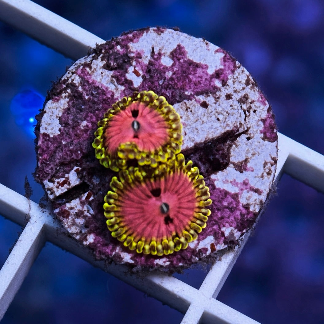 RR Pink Diamonds Zoas - WYSIWYG