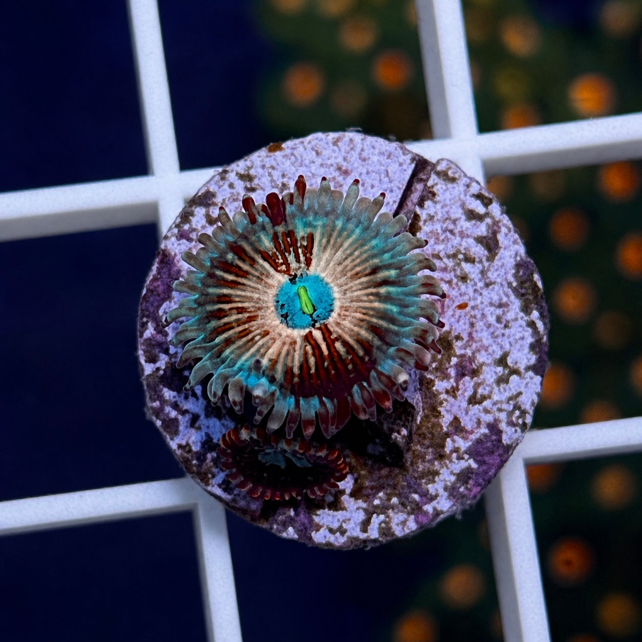 White Zombies Zoas - WYSIWYG