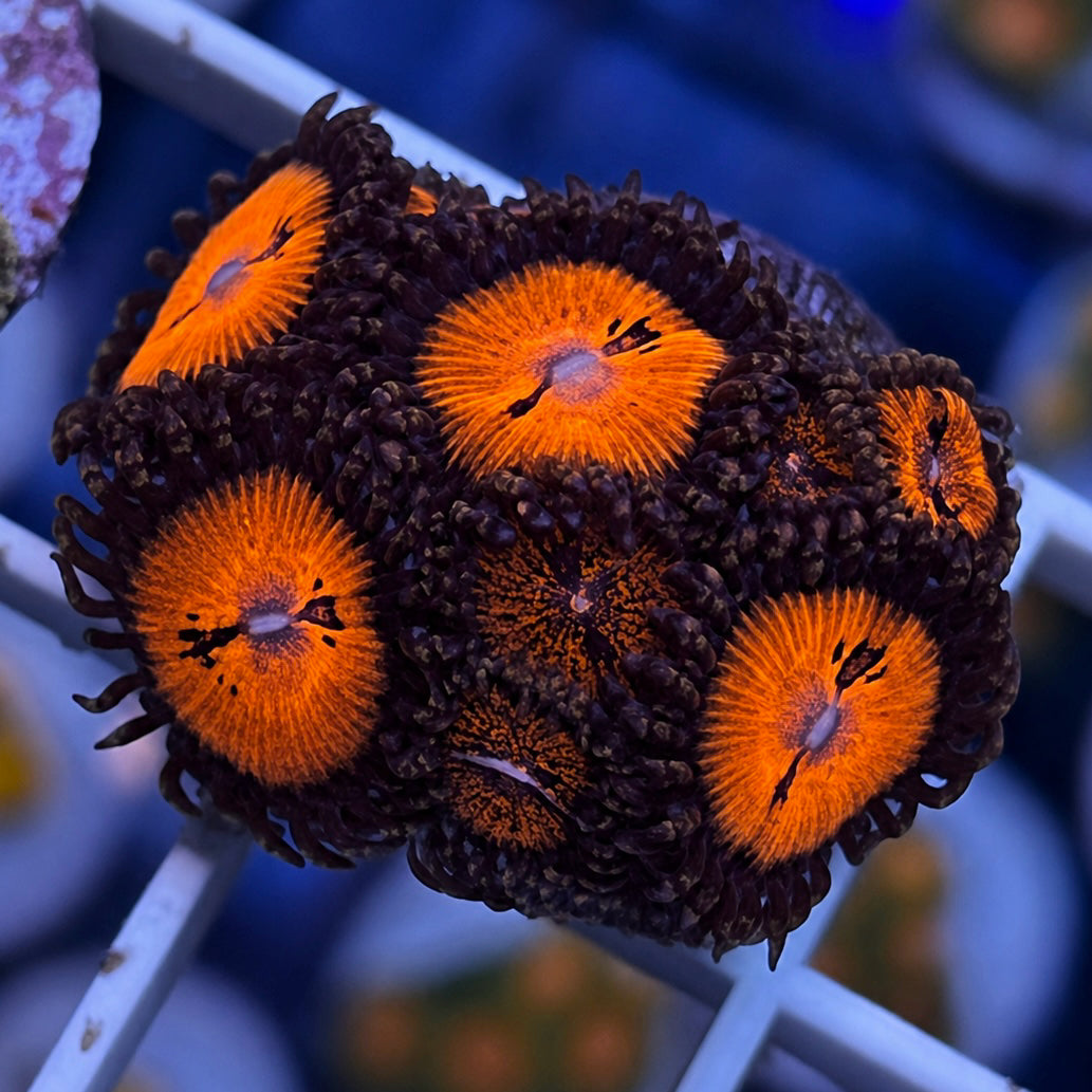 Date Night Zoas - WYSIWYG