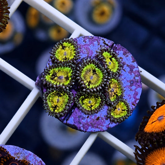 Grimm Reaper Zoas - WYSIWYG