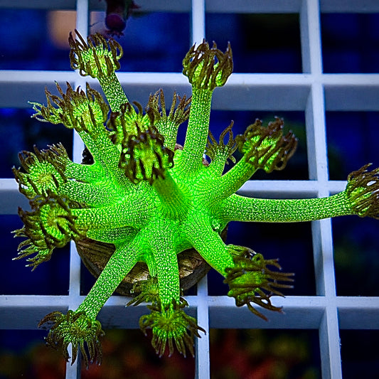 KP Green Glitter Bomb Goniopora - WYSIWYG