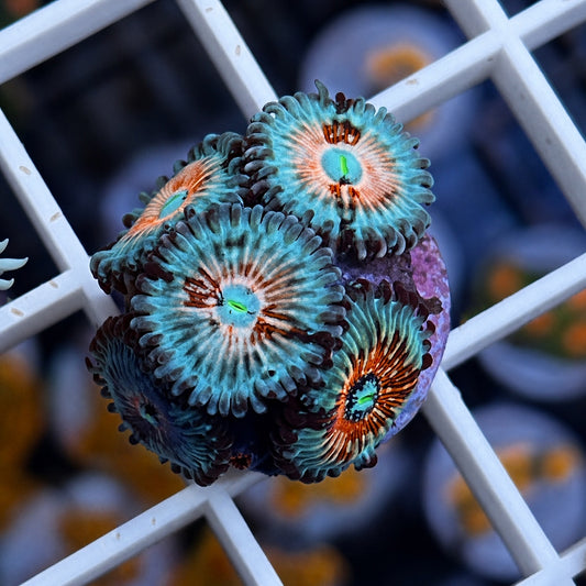 White Zombies Zoas - WYSIWYG