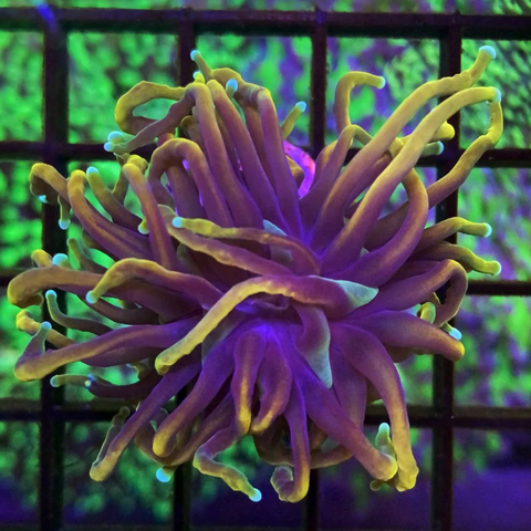 Indo Gold Torch Coral