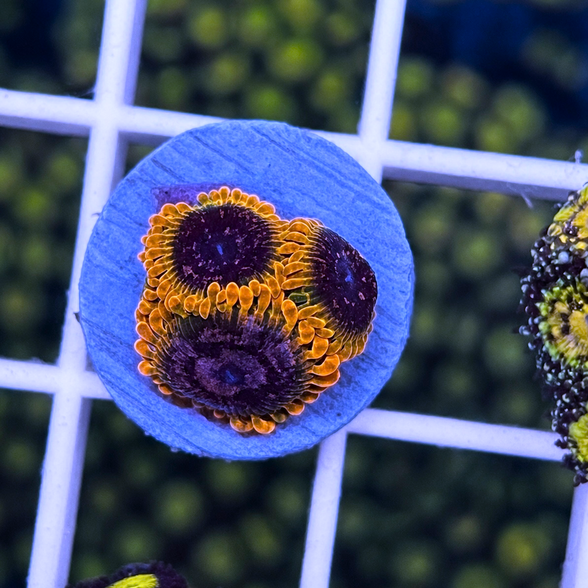 Acid Reflux Zoas - WYSIWYG coral at Lazy's Coral House.