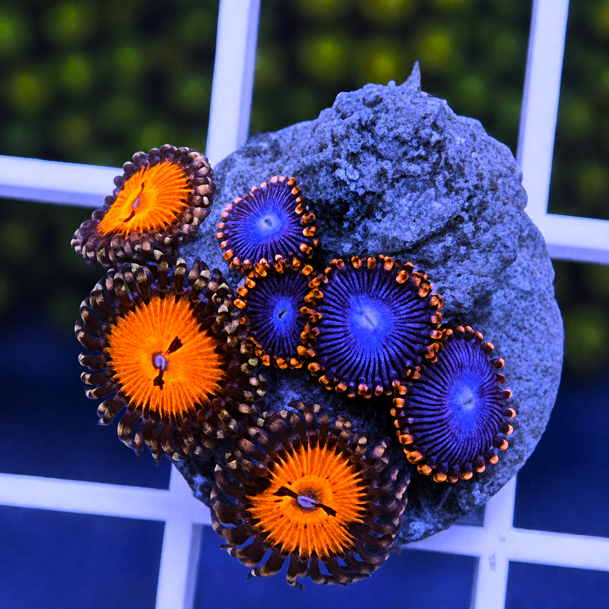 Amazing Superman Zoas - WYSIWYG coral at Lazy's Coral House.