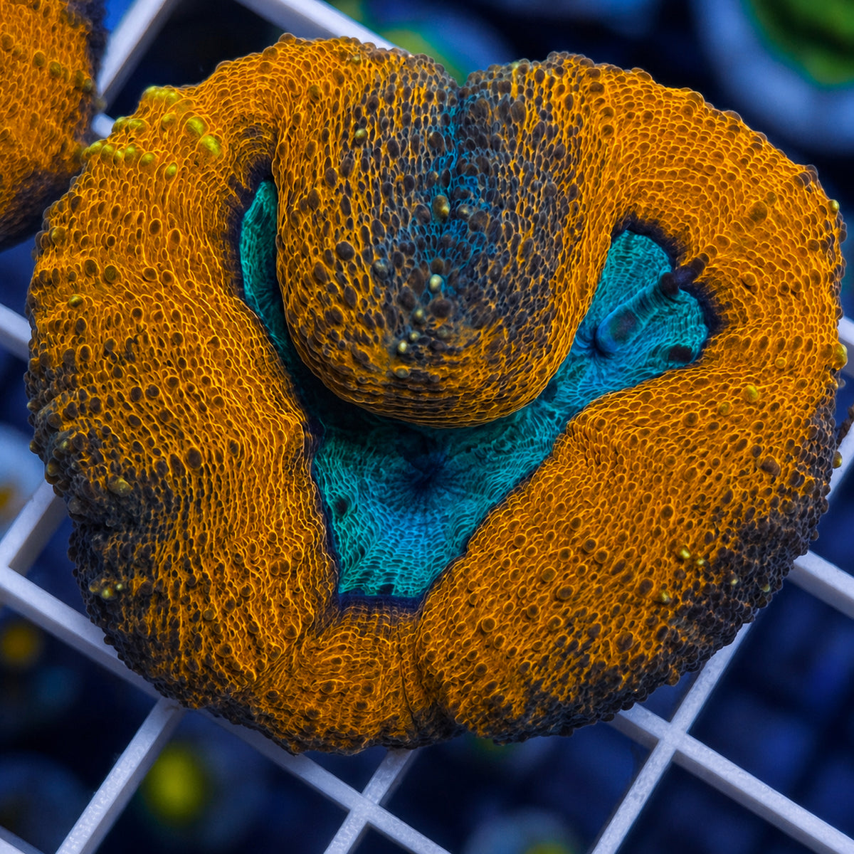 Aquacultured Lobophyllia - WYSIWYG coral at Lazy's Coral House.