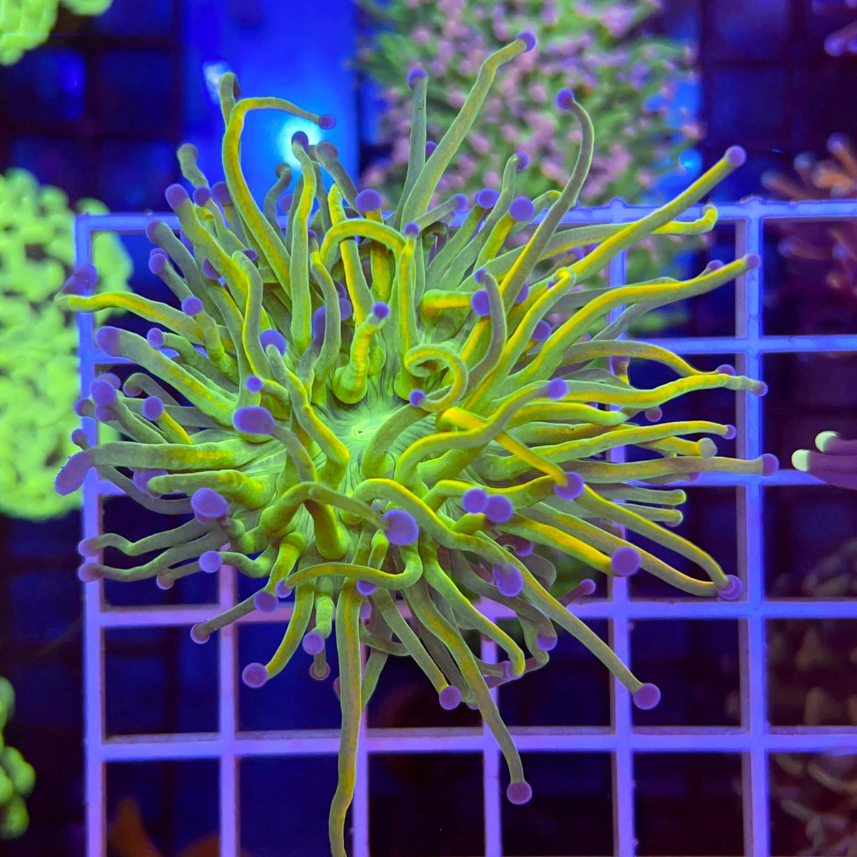 ARC Holy Grail Torch coral at Lazy's Coral House