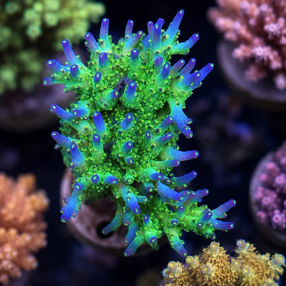 Aris Avalanche Acropora coral at Lazy's Coral House