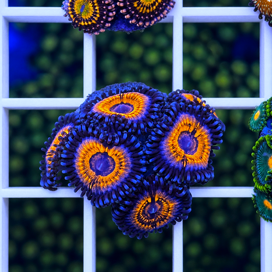 Armageddon Zoas - WYSIWYG coral at Lazy's Coral House.