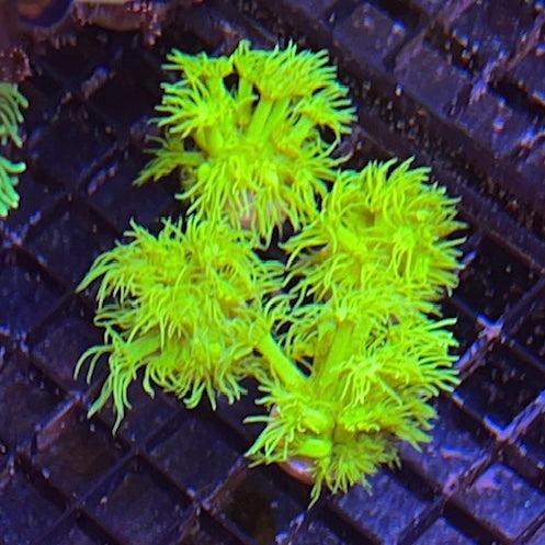 Aussie Highlighter Goniopora coral at Lazy's Coral House